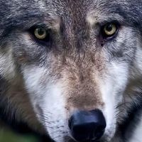 Vitalik Andriyevskiy